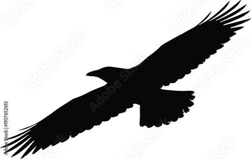 Flying eagle silhouette with spread wings, majestic bird of prey soaring in sky, wildlife freedom nature symbol