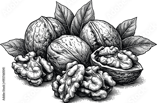 Walnuts, whole and shelled, with leaves, vintage engraving style illustration of nuts