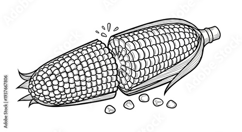 Black and white illustration of corn on the cob with kernels.