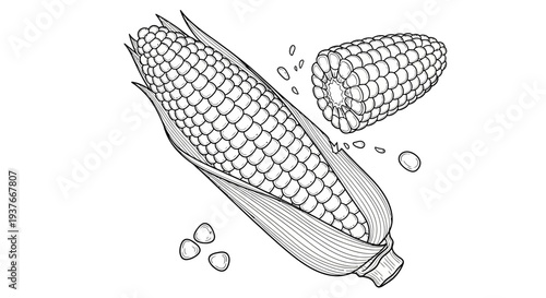 Detailed black and white illustration of corn on the cob.