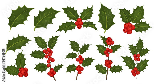 Set of isolated holly branches with red berries and green leaves christmas decor
