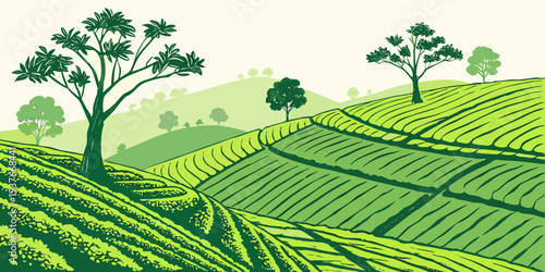 A green tea plantation with trees on a hillside Vector
