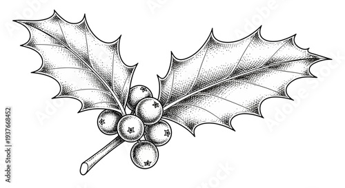 Detailed black and white illustration of holly berries and leaves on white background