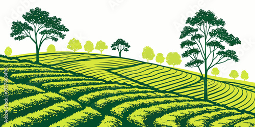 A green tea plantation on a hillside with trees Vector