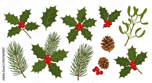 Festive holiday elements holly pine mistletoe and pine cones illustrations