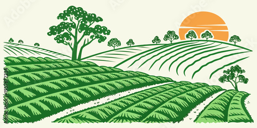 A green tea field at sunset with trees Vector