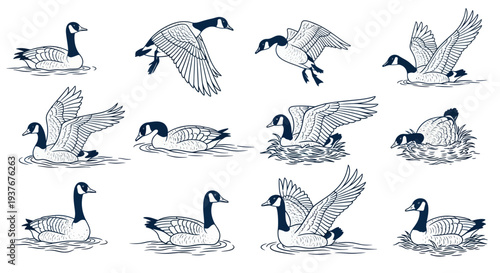 Canada Goose Vector Illustrations: Flying, Swimming, Nesting