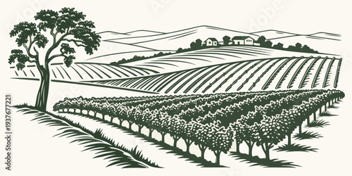 Vineyard landscape with a tree and rows of grapevines Vector
