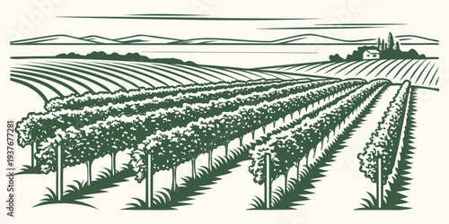 An old illustration of a large vineyard with rows of green vines Vector