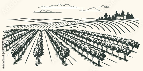 A black and white drawing of a field with rows of crops Vector