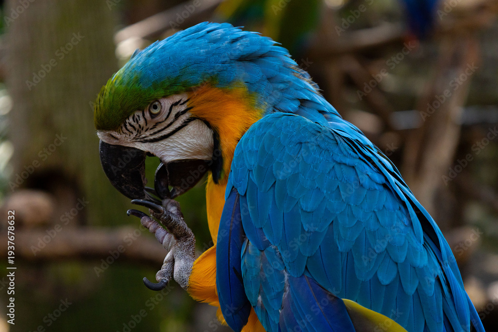 Obraz premium Guacamaya Azul