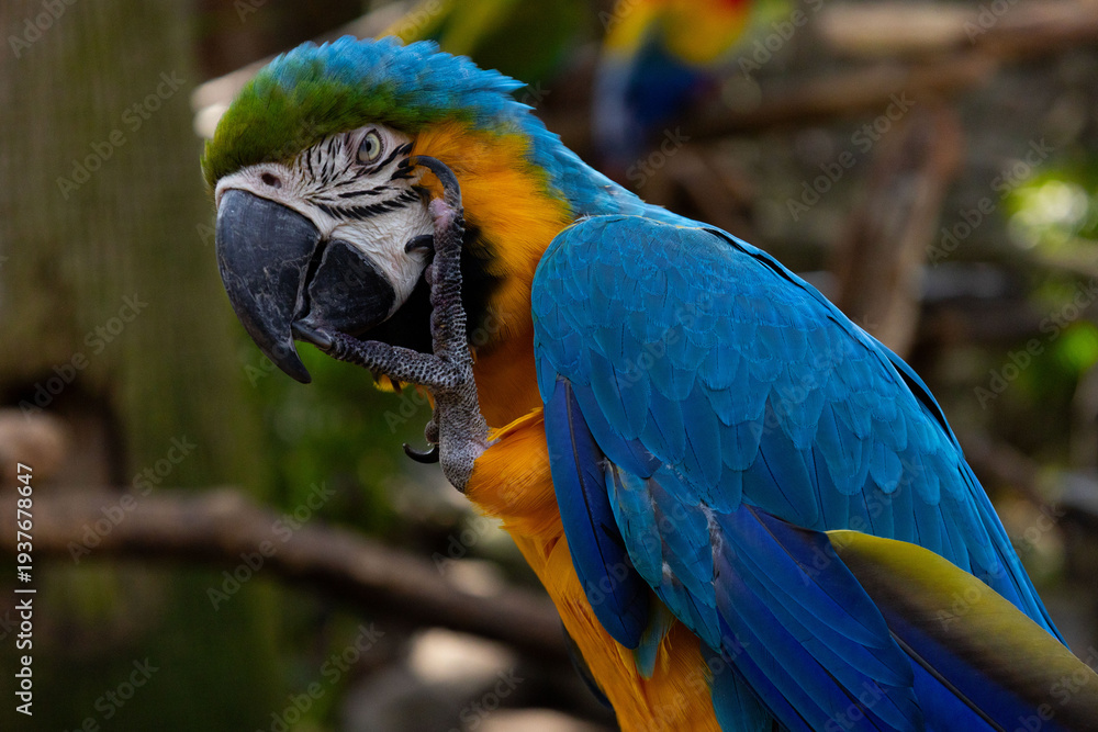 Obraz premium Guacamaya Azul