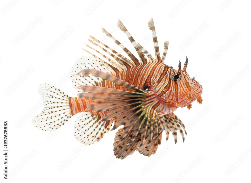 Fototapeta premium 白い背景に分離されたミノカサゴ