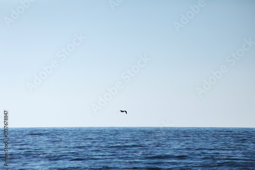 海上を飛ぶ海鳥