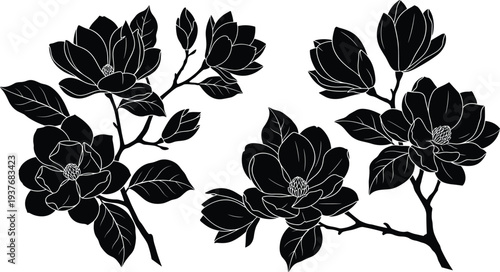 Black and white silhouette of magnolia flowers and branches, elegant botanical vector illustration for floral art, design, and decorative themes