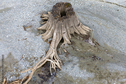 Weathered Driftwood Tree Stump and Exposed Roots on Pebble Beach Shoreline in BC, Canada