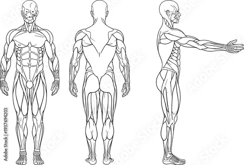 human muscular anatomy diagram front back side view, medical muscle system illustration, male body anatomy study, fitness anatomy vector
