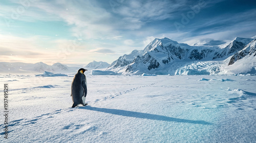 penguin in antarctica