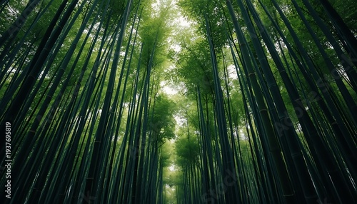 A mesmerizing low-angle view looking up into a dense bamboo forest with towering green stalks reaching towards the bright sky.