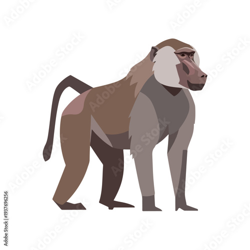 Mandrill standing on white background looking to right side