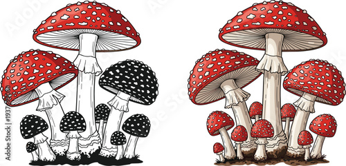 Fly Agaric Mushroom Illustration Set with Black and White and Colored Amanita Toadstools Vintage Engraving Style Botanical Vector for Nature and Fantasy Design