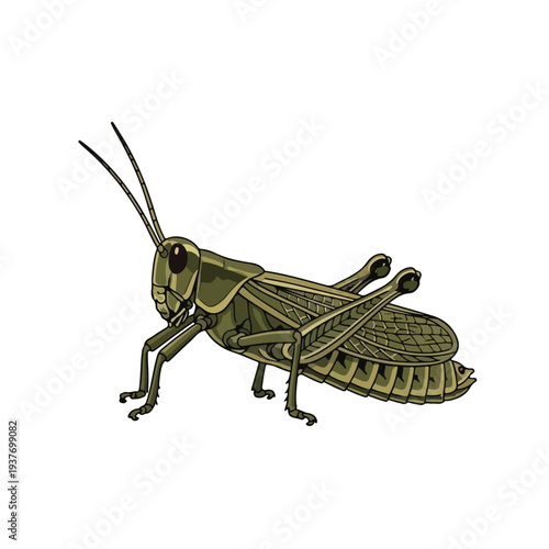 Green grasshopper insect standing alone on white background