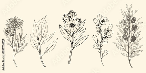Botanical illustration of various wildflowers and foliage in a sketch style