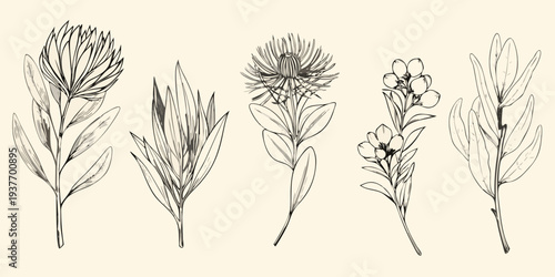 Botanical illustration of protea and eucalyptus branches in monochrome