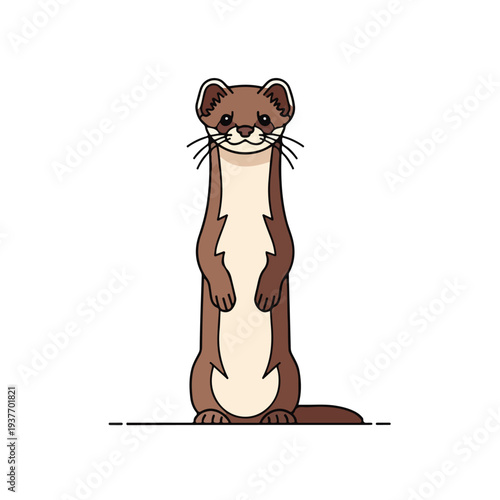 Brown weasel standing upright on hind legs looking forward