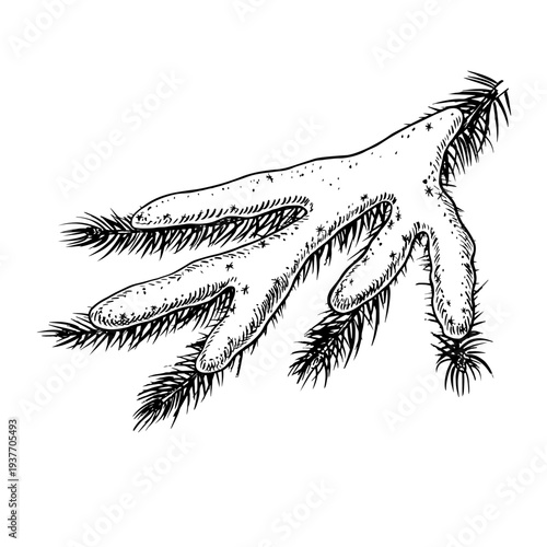 A spruce branch in the snow. Black and white graphics, handmade vector illustration. An element of your Christmas and New Year design for greeting cards, posters, banners, packaging, and more.