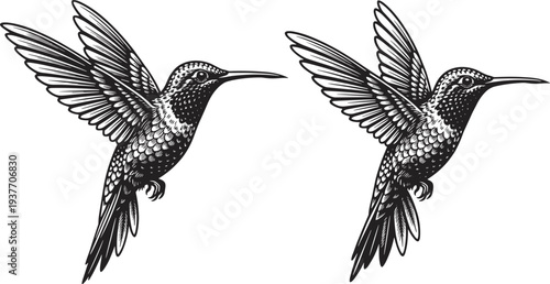 Black and white detailed illustration of two hummingbirds in flight facing each other, wings spread wide, long beaks, elegant decorative bird artwork design for nature themes