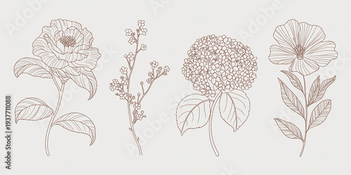 Detailed line of four different flowers and branches with brown outlines on a light beige background