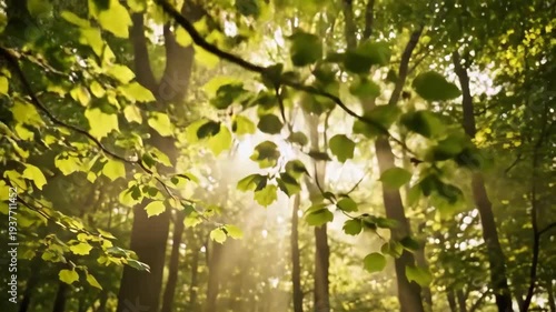 Sunlight filtering through lush green leaves in a serene forest, creating a magical atmosphere.
