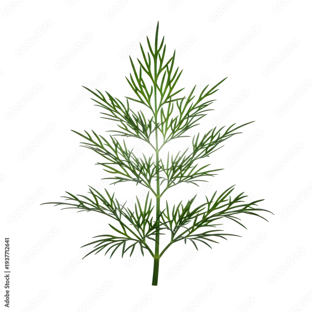 Fototapeta premium 3d dill sprig isolated on transparent background