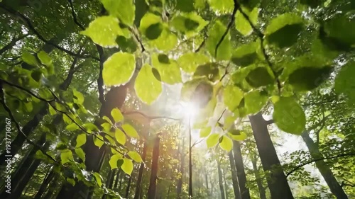 Sunlight filtering through lush green leaves in a vibrant forest.