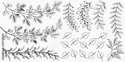 Delicate botanical illustration of sketched leaves and branches on white