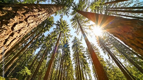 Sunlight filtering through towering redwood trees in a vibrant forest.