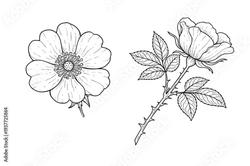 Wild Garden Rose Coloring Page for Adults