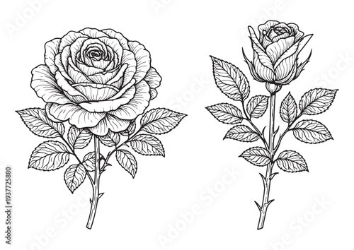 Vintage Botanical Rose Coloring Page – Detailed Rose Flower Line Art for Adult Coloring Book