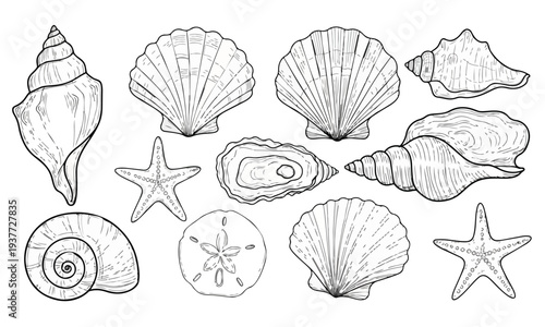 Vintage Seashell and Starfish Illustration Set – Hand Drawn Marine Shell Vector Collection