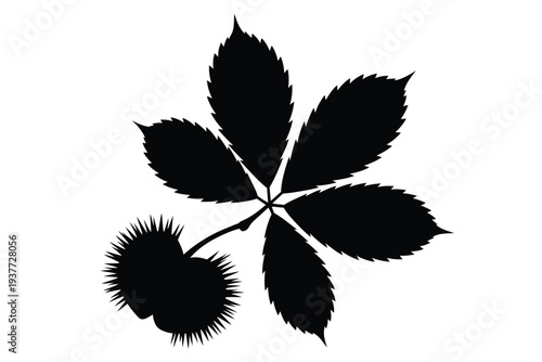 Black and white castor plant with leaves and seed pod