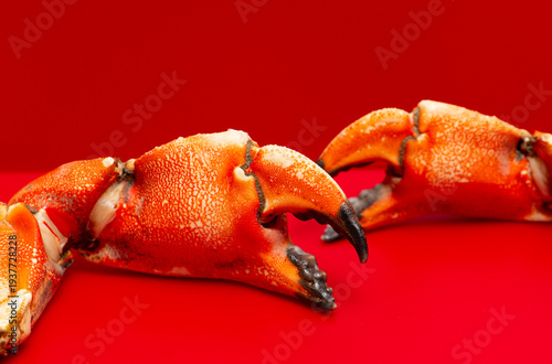 Crabs claws macro texture vibrant. Crabs claws boiled seafood concept. Crabs claws shell close up detail. Crab gourmet cuisine background.
