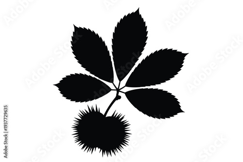 Black silhouette of chestnut leaves and fruit