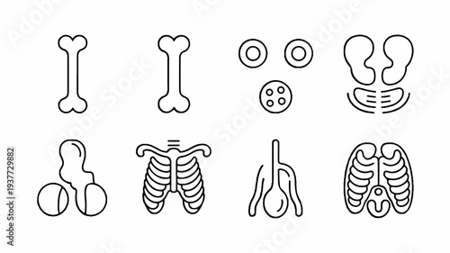 Human body skeleton and organs illustrations for medical education and anatomy studies