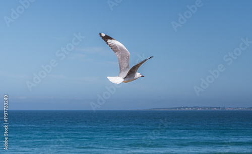 Seagull soaring over the Indian Ocean, South Africa coastal wildlife in flight, blue sea background