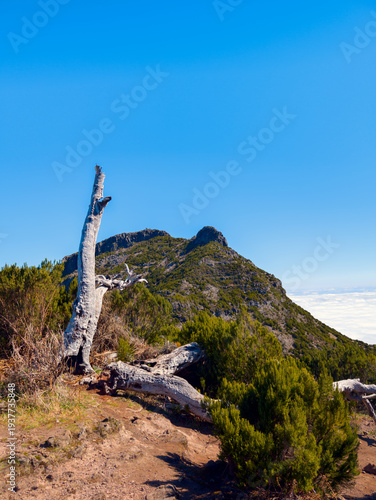 Weathered Tree Trunk on Hiking Trail Near Pico Ruivo Summit (Madeira, Portugal)