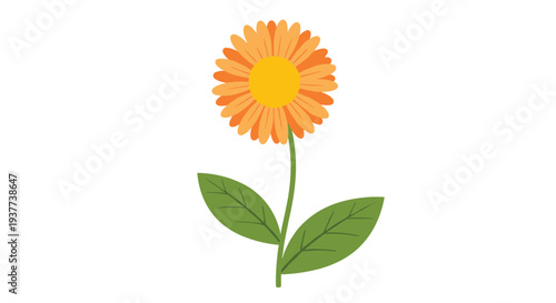 Bright orange flower with many petals on a green stem with two large leaves is presented as a simple flat illustration on white.
