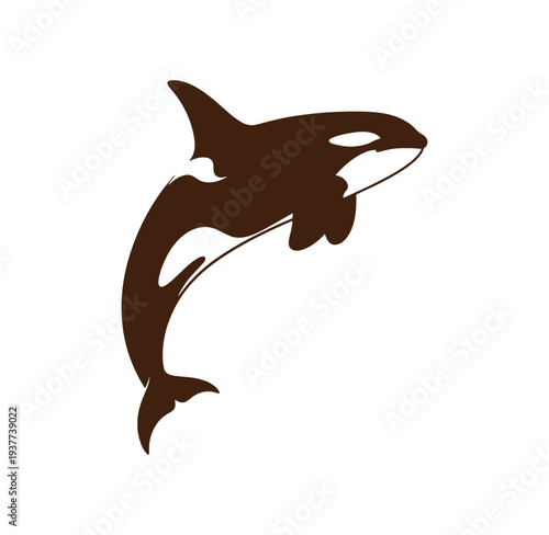 Orca whale illustration jumping out of water in side view  marine animal graphic