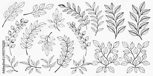 Collection of delicately sketched leafy branches and botanical illustrations