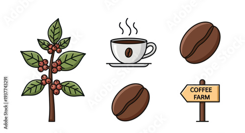 Coffee Beans Plant Cup Illustration.